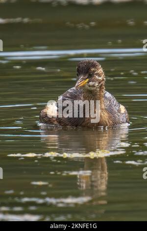 Eine vertikale Aufnahme eines kleinen Grieben (Tachybaptus ruficollis), der im Teich schwimmt Stockfoto