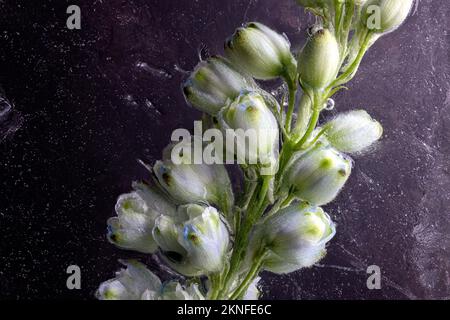 Gefrorene wunderschöne Delphinium cultorum-Blumen. Gefrorene frische Blumen mit Luftblasen im Eiswürfel auf dunklem Hintergrund. Blüten im Eiswürfel. Stockfoto