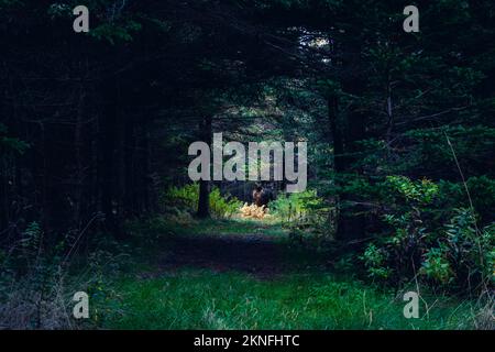 Die Sonne scheint auf goldenen Farnen unter einem großen Baumknoten auf dem Colin Stewart Trail auf McNabs Island, Halifax, Nova Scotia, Kanada Stockfoto