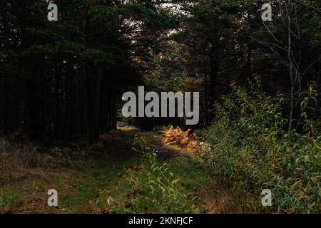 Die Sonne scheint auf goldenen Farnen unter einem großen Baumknoten auf dem Colin Stewart Trail auf McNabs Island, Halifax, Nova Scotia, Kanada Stockfoto