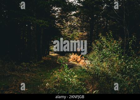 Die Sonne scheint auf goldenen Farnen unter einem großen Baumknoten auf dem Colin Stewart Trail auf McNabs Island, Halifax, Nova Scotia, Kanada Stockfoto