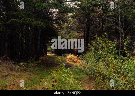 Die Sonne scheint auf goldenen Farnen unter einem großen Baumknoten auf dem Colin Stewart Trail auf McNabs Island, Halifax, Nova Scotia, Kanada Stockfoto