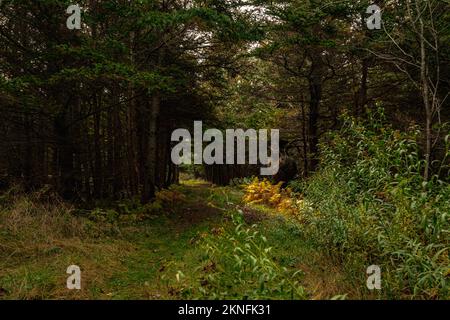 Die Sonne scheint auf goldenen Farnen unter einem großen Baumknoten auf dem Colin Stewart Trail auf McNabs Island, Halifax, Nova Scotia, Kanada Stockfoto