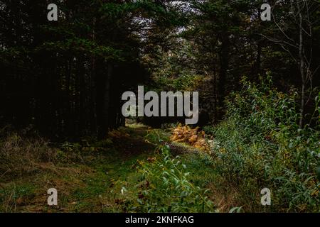 Die Sonne scheint auf goldenen Farnen unter einem großen Baumknoten auf dem Colin Stewart Trail auf McNabs Island, Halifax, Nova Scotia, Kanada Stockfoto