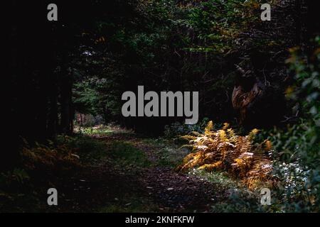 Die Sonne scheint auf goldenen Farnen unter einem großen Baumknoten auf dem Colin Stewart Trail auf McNabs Island, Halifax, Nova Scotia, Kanada Stockfoto