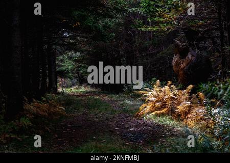 Die Sonne scheint auf goldenen Farnen unter einem großen Baumknoten auf dem Colin Stewart Trail auf McNabs Island, Halifax, Nova Scotia, Kanada Stockfoto