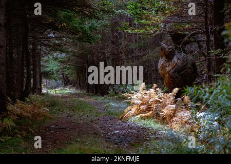 Die Sonne scheint auf goldenen Farnen unter einem großen Baumknoten auf dem Colin Stewart Trail auf McNabs Island, Halifax, Nova Scotia, Kanada Stockfoto