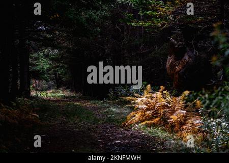 Die Sonne scheint auf goldenen Farnen unter einem großen Baumknoten auf dem Colin Stewart Trail auf McNabs Island, Halifax, Nova Scotia, Kanada Stockfoto