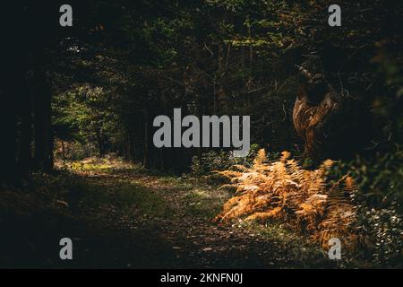 Die Sonne scheint auf goldenen Farnen unter einem großen Baumknoten auf dem Colin Stewart Trail auf McNabs Island, Halifax, Nova Scotia, Kanada Stockfoto