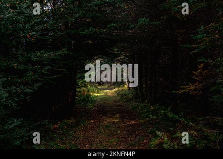 Die Sonne scheint auf goldenen Farnen unter einem großen Baumknoten auf dem Colin Stewart Trail auf McNabs Island, Halifax, Nova Scotia, Kanada Stockfoto