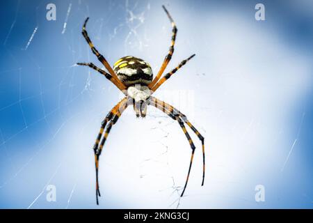 Eine Nahaufnahme einer Wespenspinne auf einem Spinnennetz vor dem blauen Hintergrund des Himmels Stockfoto