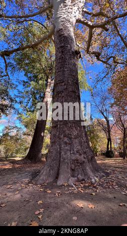 Mammutbäume im Garten Príncipe in Aranjuez Stockfoto