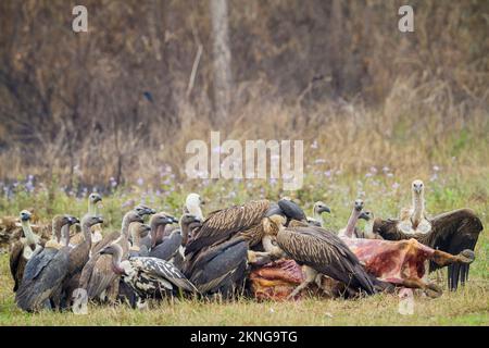 Herde weißer Geier (Gyps bengalensis) und Himalaya-Greifer (Gyps himalayensis), die sich an einem Schlachtkörper ernähren. Terai. Nepal. Stockfoto