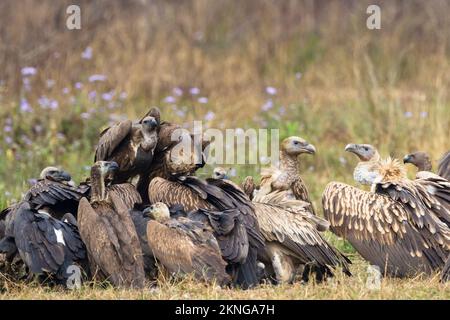 Herde weißer Geier (Gyps bengalensis) und Himalaya-Greifer (Gyps himalayensis), die sich an einem Schlachtkörper ernähren. Terai. Nepal. Stockfoto