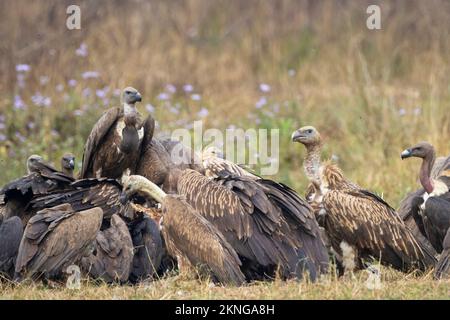 Herde weißer Geier (Gyps bengalensis) und Himalaya-Greifer (Gyps himalayensis), die sich an einem Schlachtkörper ernähren. Terai. Nepal. Stockfoto