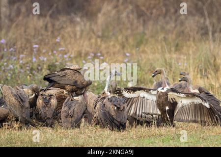 Herde weißer Geier (Gyps bengalensis) und Himalaya-Greifer (Gyps himalayensis), die sich an einem Schlachtkörper ernähren. Terai. Nepal. Stockfoto