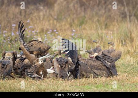 Herde weißer Geier (Gyps bengalensis) und Himalaya-Greifer (Gyps himalayensis), die sich an einem Schlachtkörper ernähren. Terai. Nepal. Stockfoto