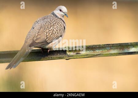 Westliche Flecktaube (Spilopelia suratensis) hoch oben auf einem Bambuszaun. Nepal. Stockfoto