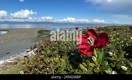 Ostküste von Vancouver Island in Qualicum Beach, British Columbia, Kanada Stockfoto