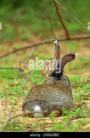 Indischer Hase (Lepus nigricollis), Erwachsener, der unter dem Busch Yala NP, Sri Lanka liegt Dezember Stockfoto