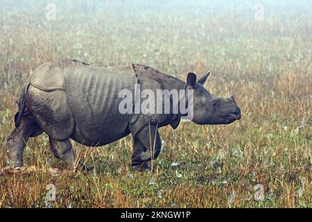 Indisches Rhinoceros (Rhinoceros unicornis) Erwachsener, der am frühen Morgen in feuchtem Grasland spaziert, mit Tau auf Spinnweben Kaziranga NP, Assam, Indien Stockfoto
