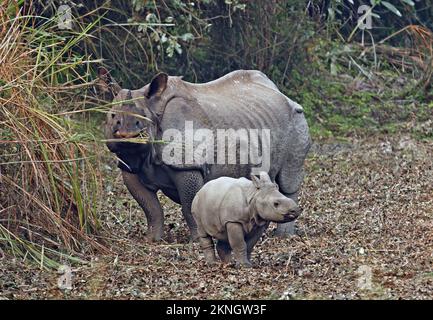 Indische Rhinoceros (Rhinoceros unicornis), weibliche Erwachsene Fütterung mit Kalb Kaziranga NP, Assam, Indien Januar Stockfoto