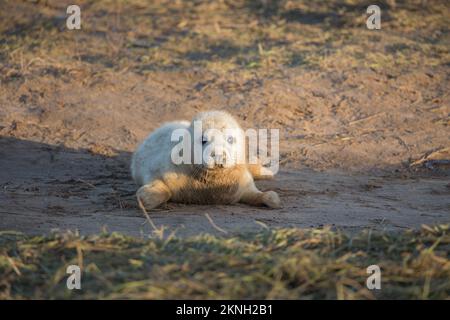Grey seal Pup bei Donna Nook, Lincolnshire Stockfoto