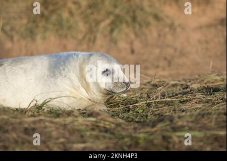 Grey seal Pup bei Donna Nook, Lincolnshire Stockfoto