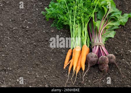 Frisch geerntete Karotten und Rote Bete auf dem Boden Stockfoto