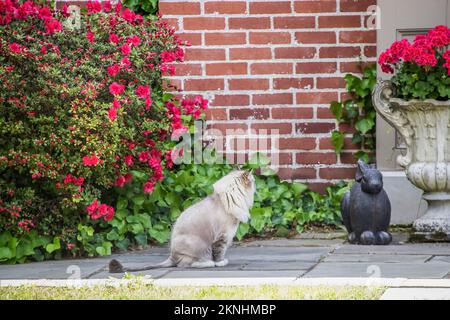 Eine Katze, die wie ein Löwe aussieht, sitzt auf einem Gehweg vor einem Haus und Azaleen in voller Blüte und Sterne an einer Kaninchenstatue neben einem Topf gerani Stockfoto