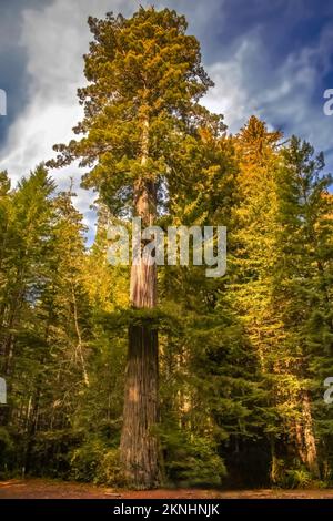 Riesiger Redwood mit dramatischem Himmel in Nordkalifornien mit Auto In der Nähe geparkt, um die Größe anzuzeigen Stockfoto