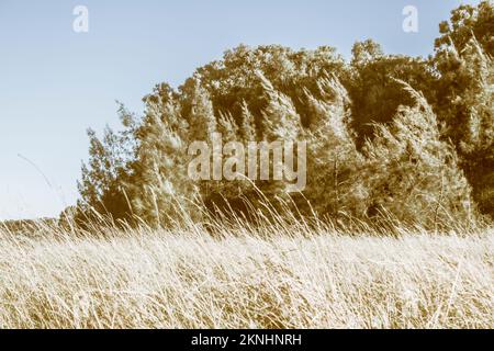 Bezaubernde Landschaft auf einem Weideland aus überwucherten grasbewachsenen Sitten in holzigen Tönen. Petrie, Queensland, Australien Stockfoto