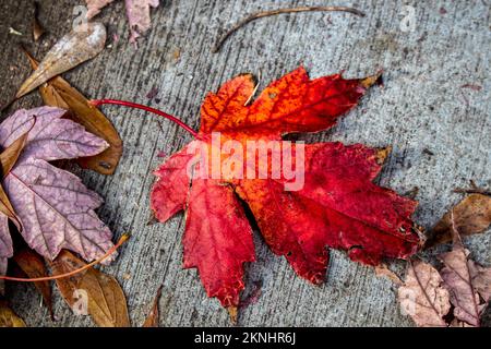 Rot-orangefarbenes Herbstblatt auf rauem, körnigem Betonhintergrund mit hellviolettbraunen Blättern an den Rändern - Hintergrund oder Element Stockfoto