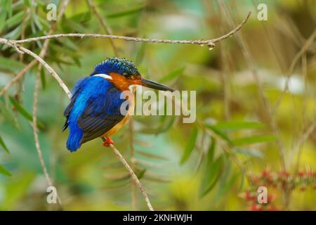 Malagasy oder Madagaskar Kingfisher - Corythornis vintsioides Blue Bird bei Alcedinidae in Madagaskar, Mayotte und den Komoren ist der natürliche Lebensraum Subtro Stockfoto