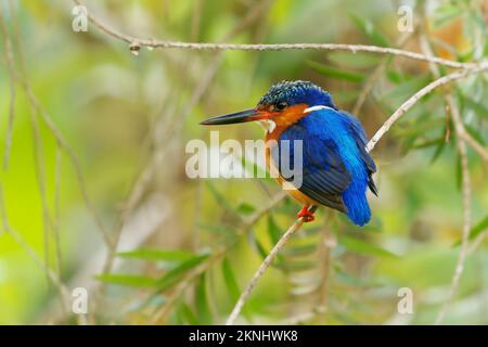 Malagasy oder Madagaskar Kingfisher - Corythornis vintsioides Blue Bird bei Alcedinidae in Madagaskar, Mayotte und den Komoren ist der natürliche Lebensraum Subtro Stockfoto