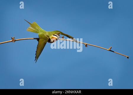 Madagaskar oder Olive Bee-Eater - Merops superciliosus in der Nähe des in der südlichen Hälfte Afrikas heimischen Vogels, grüner Vogel im Flug mit offenen Flügeln o Stockfoto