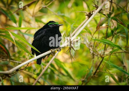 Samtiger Aasity - Schwarzer Vogel Philepitta castanea mit grüner Augenbraue in der Familie Philepittidae, endemisch in Madagaskar, subtropisch oder tropisch feucht Stockfoto