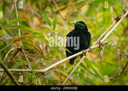 Samtiger Aasity - Schwarzer Vogel Philepitta castanea mit grüner Augenbraue in der Familie Philepittidae, endemisch in Madagaskar, subtropisch oder tropisch feucht Stockfoto