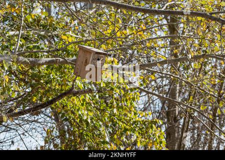Ein hölzerner Nestkasten auf einem Baum, Estany d'Ivars, Ivars d'Urgell, Katalonien, Spanien Stockfoto