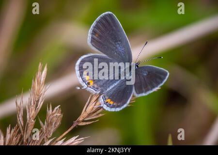 Draufsicht auf ein hoch oben stehendes Ostschwanzblau (Cupido comyntas). Raleigh, North Carolina. Stockfoto