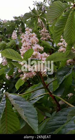 Nahaufnahme des Rosskastanienbaums (Aesculus hippocastanum) Stockfoto