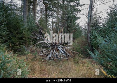 Nahaufnahme freigelegt und vom Regen gereinigt detailliertes Wurzelsystem einer gefallenen Douglastanne, Pseudotsuga menziesii, im Aekingerzand in einem Wald Stockfoto