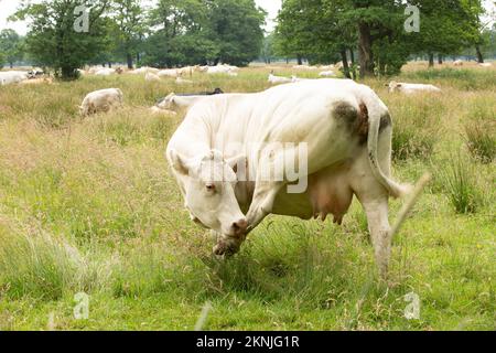 Nahaufnahme einer blonden d'Aquitaine Kuh leckt ihr Hinterbein mit einer Herde Kühe, die sich zwischen langem Gras und wachsenden Alderbäumen im B ruht und ruminiert Stockfoto