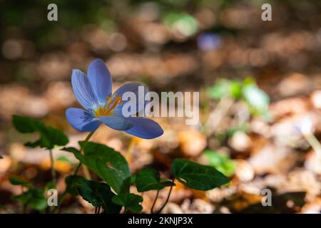 Herbstkrokus oder Colchicum herbstnale im Wald. Herbstblumen. Stockfoto