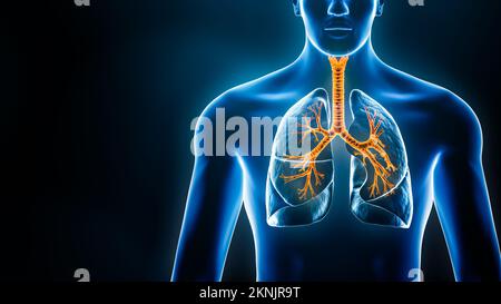 Lunge und Tracheobronchialbaum und menschlicher männlicher Körper Blau-Xray 3D-Darstellung mit Kopierbereich. Medizin und Gesundheitswesen, Bronchitis, Lungendise Stockfoto