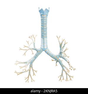 Präziser Bronchialbaum mit Trachea und Schilddrüsenknorpel 3D-Darstellung auf weißem Hintergrund. Leeres anatomisches Diagramm oder Diagramm des Bro Stockfoto