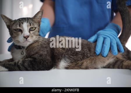 Der Tierarzt, der eine kranke Katze in der Tierklinik behandelt, kontrolliert Stockfoto