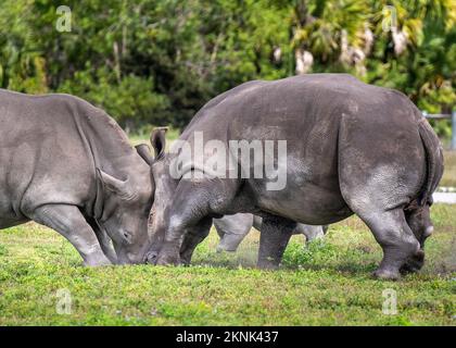 Zwei Nashörner kämpfen Kopf an Kopf Stockfoto