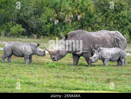 Mutter Nashorn und ihre beiden Kälber grasen Stockfoto