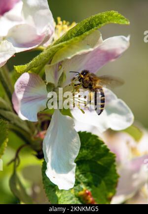 Biene oder Honigbiene in lateinischen APIs Mellifera, europäische oder westliche Honigbiene auf Apfelbaumblüten Stockfoto